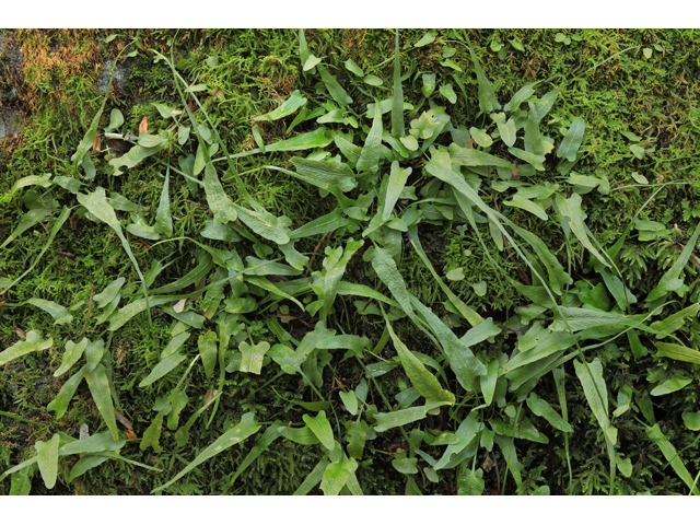 Asplenium rhizophyllum (Walking fern) #59959