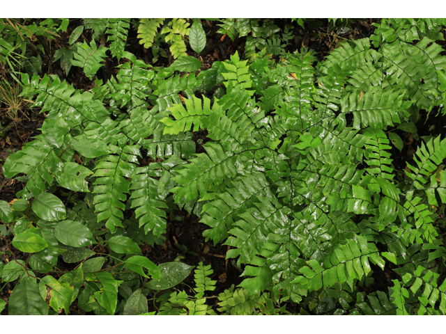 Adiantum villosum (Woolly maidenhair fern) #59960