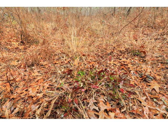 Sarracenia oreophila (Green pitcherplant) #59961