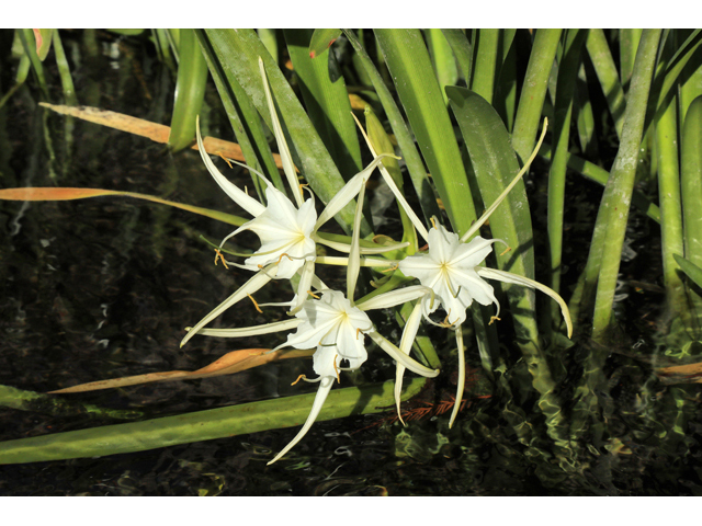 Hymenocallis rotata (Streamside spiderlily) #59965