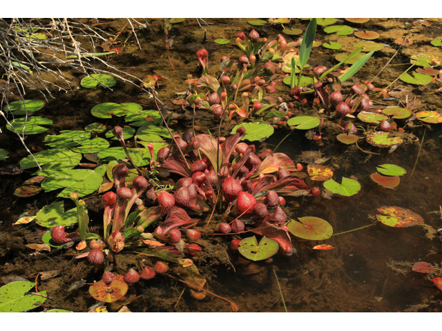 Sarracenia psittacina (Parrot pitcherplant) #59974