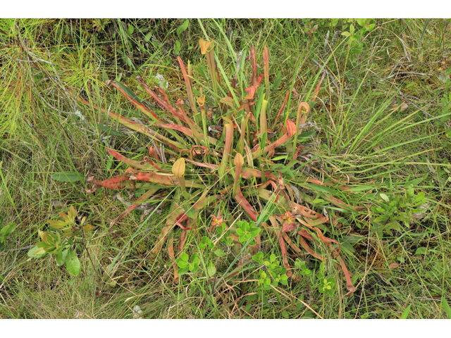 Sarracenia rubra (Sweet pitcherplant) #59975