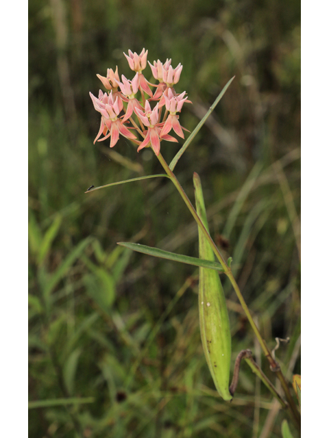 Asclepias rubra (Red milkweed) #59976