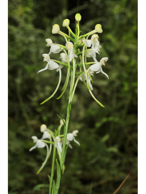 Platanthera integrilabia (White fringeless orchid) #59977