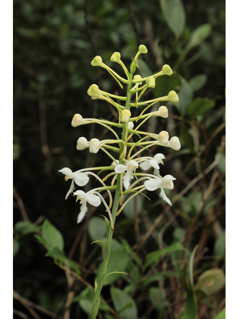 Platanthera blephariglottis var. blephariglottis (White fringed orchid) #59981