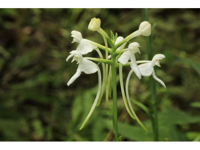 Platanthera integrilabia (White fringeless orchid) #59997