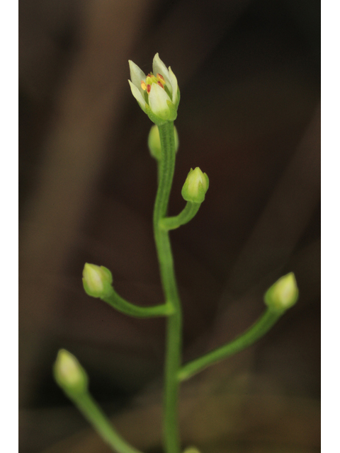 Bartonia paniculata ssp. paniculata (Twining screwstem) #60004