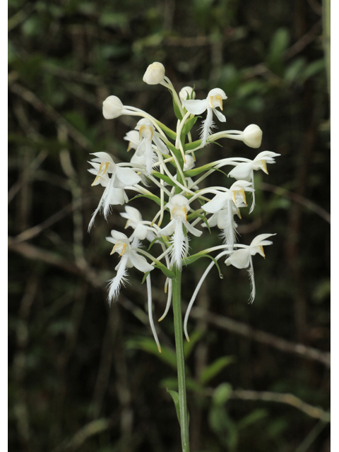 Platanthera blephariglottis var. blephariglottis (White fringed orchid) #60009