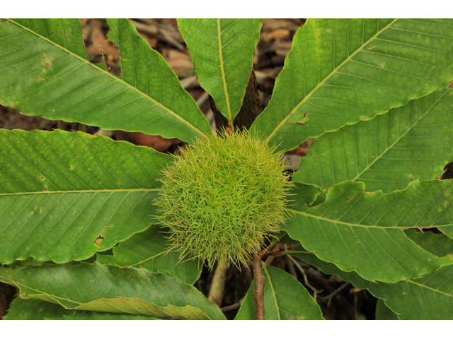 Castanea dentata (American chestnut) #60015
