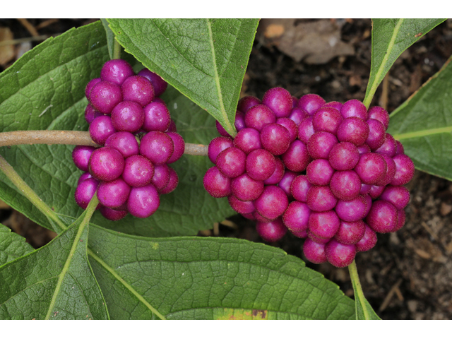 Callicarpa americana (American beautyberry ) #60018