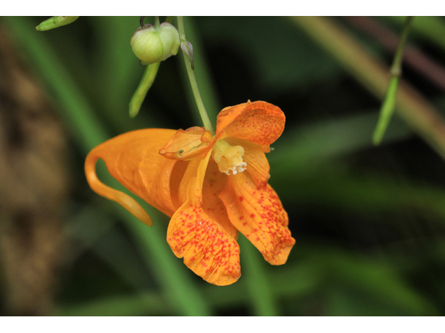 Impatiens capensis (Jewelweed) #60023