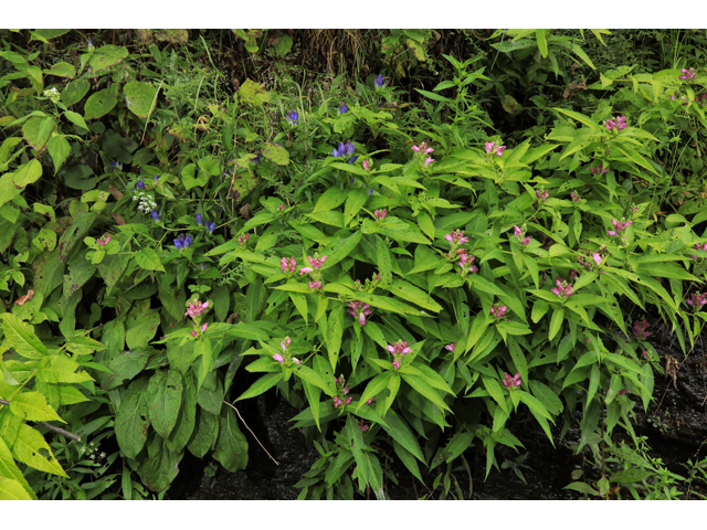 Gentiana saponaria var. latidens (Balsam mountain gentian) #60028