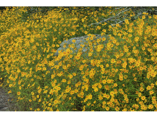 Helianthus porteri (Confederate daisy) #60040