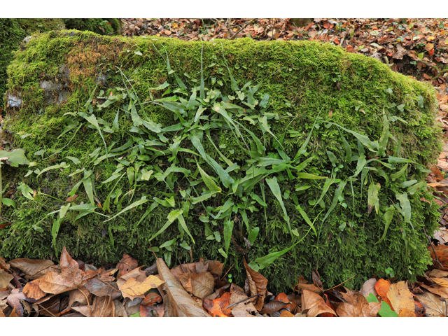 Asplenium rhizophyllum (Walking fern) #60051