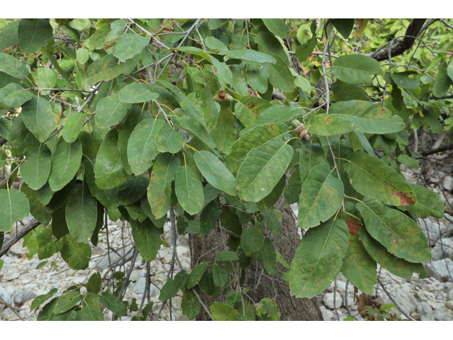 Quercus polymorpha (Mexican white oak) #60052