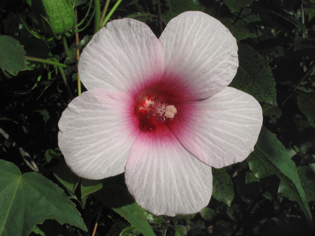 Hibiscus laevis (Halberdleaf rosemallow) #60348