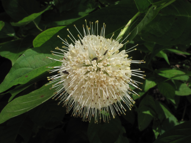 Cephalanthus occidentalis (Common buttonbush) #60354