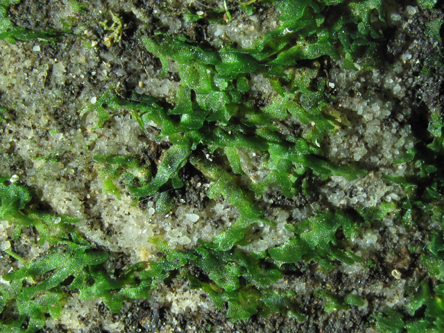 Vittaria appalachiana (Appalachian shoestring fern) #60367