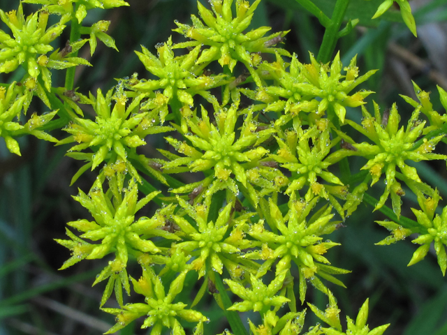 Polygala ramosa (Low pinebarren milkwort) #60372
