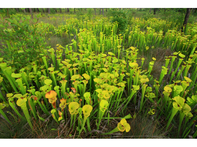Sarracenia flava (Yellow pitcherplant) #60389