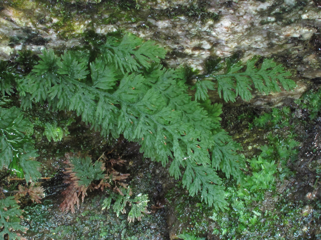 Trichomanes boschianum (Appalachian bristle fern) #60415