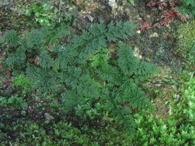 Trichomanes boschianum (Appalachian bristle fern) #60416