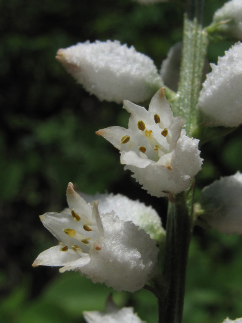 Aletris farinosa (White colicroot) #60426