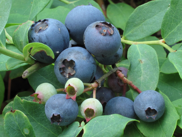 Vaccinium pallidum (Blue ridge blueberry) #60432