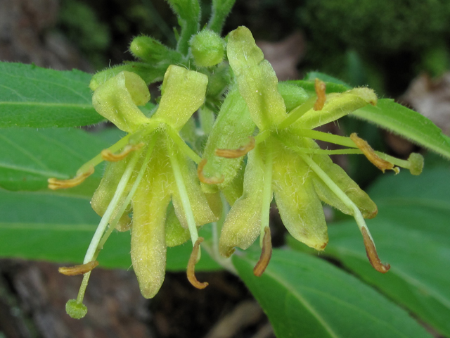 Diervilla rivularis (Mountain bush-honeysuckle) #60433