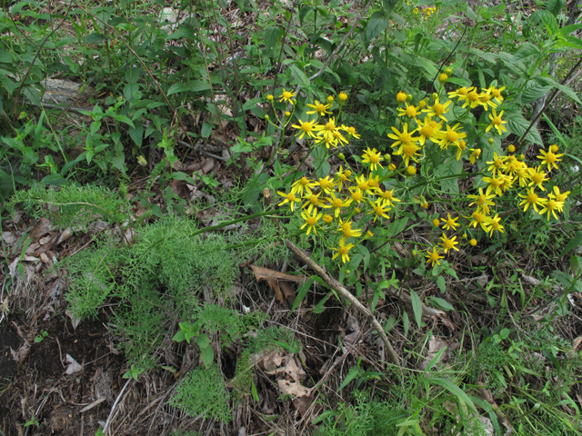 Packera millefolium (Piedmont ragwort) #60434