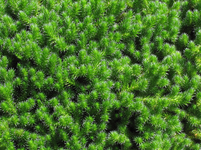 Selaginella rupestris (Rock spike-moss) #60437