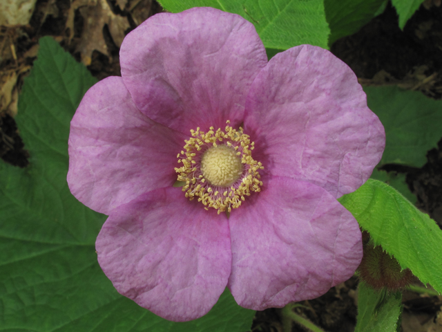 Rubus odoratus (Purple-flowering raspberry) #60441
