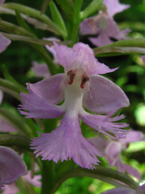 Platanthera psycodes (Lesser purple fringed orchid) #60442