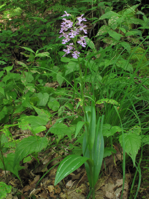 Platanthera psycodes (Lesser purple fringed orchid) #60443