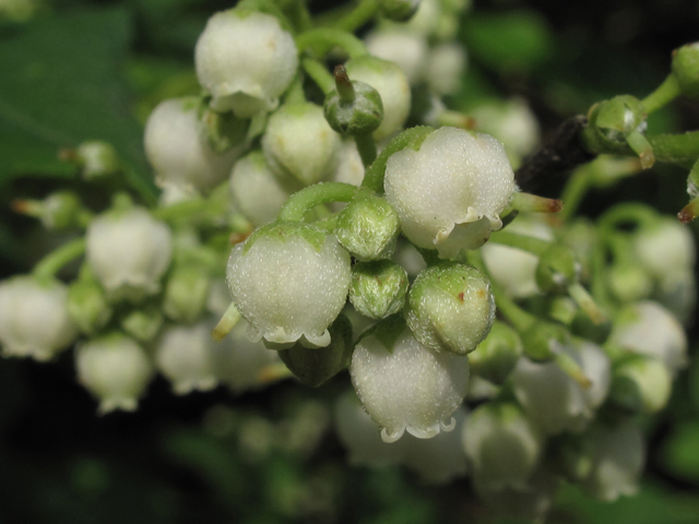 Lyonia ligustrina (Maleberry) #60444