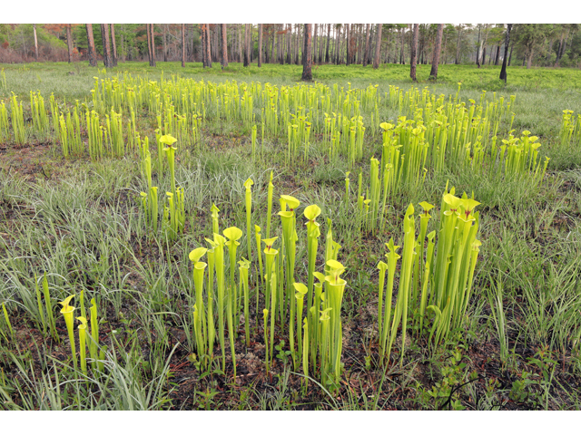 Sarracenia flava (Yellow pitcherplant) #60657