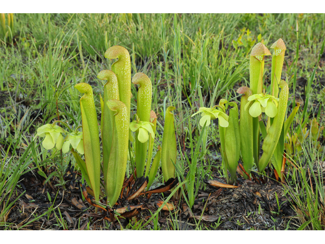 Sarracenia minor (Hooded pitcherplant) #60658