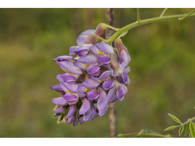 Wisteria frutescens (American wisteria) #60667