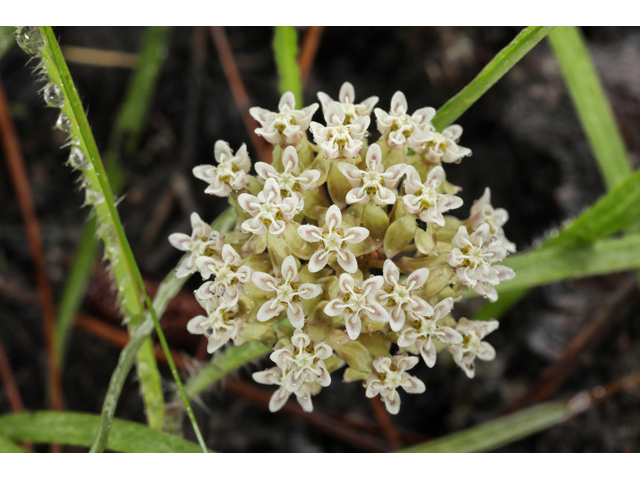 Asclepias michauxii (Michaux's milkweed) #60668