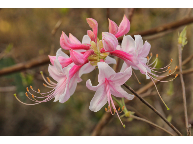 Rhododendron canescens (Mountain azalea) #60670