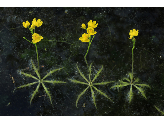 Utricularia inflata (Swollen bladderwort) #60677