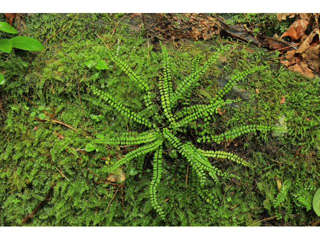 Asplenium trichomanes ssp. trichomanes (Maidenhair spleenwort) #60700