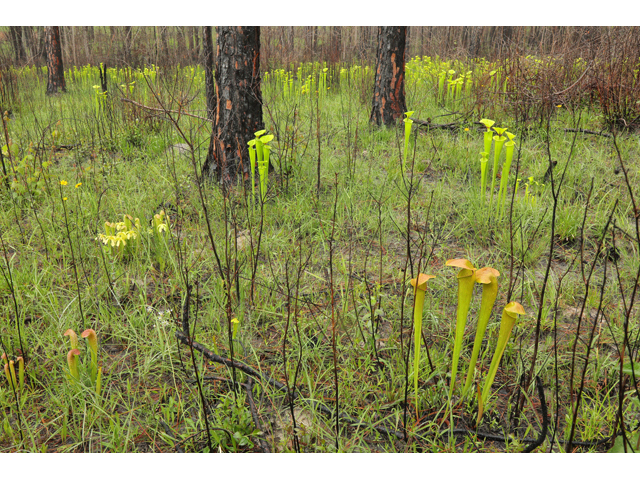 Sarracenia minor (Hooded pitcherplant) #60706
