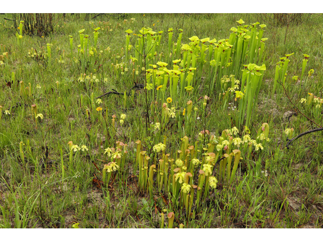 Sarracenia minor (Hooded pitcherplant) #60708