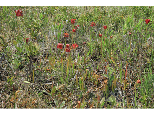 Sarracenia rubra (Sweet pitcherplant) #60710