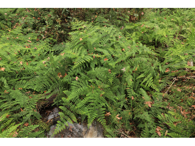 Hypolepis repens (Bramble fern) #60718