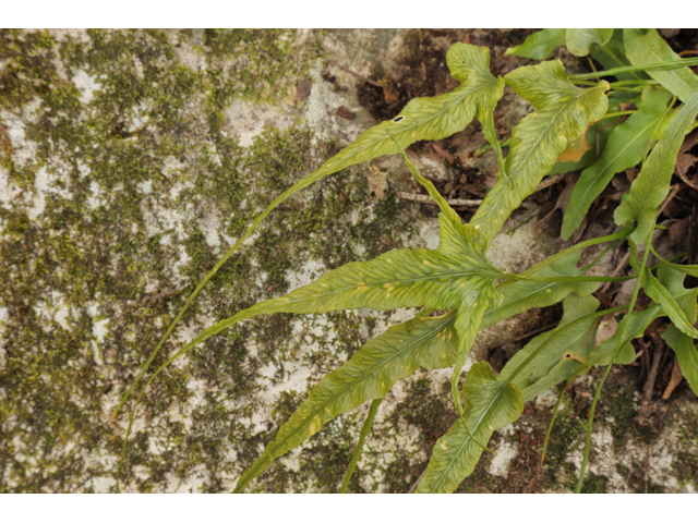 Asplenium rhizophyllum (Walking fern) #60727