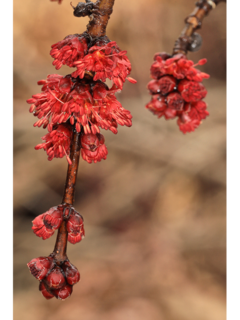 Acer rubrum (Red maple) #60728