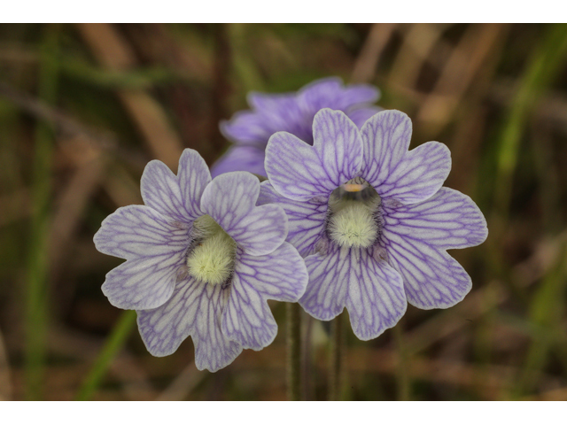 Pinguicula caerulea (Blue butterwort) #60737