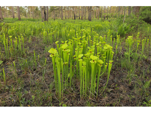 Sarracenia flava (Yellow pitcherplant) #60738